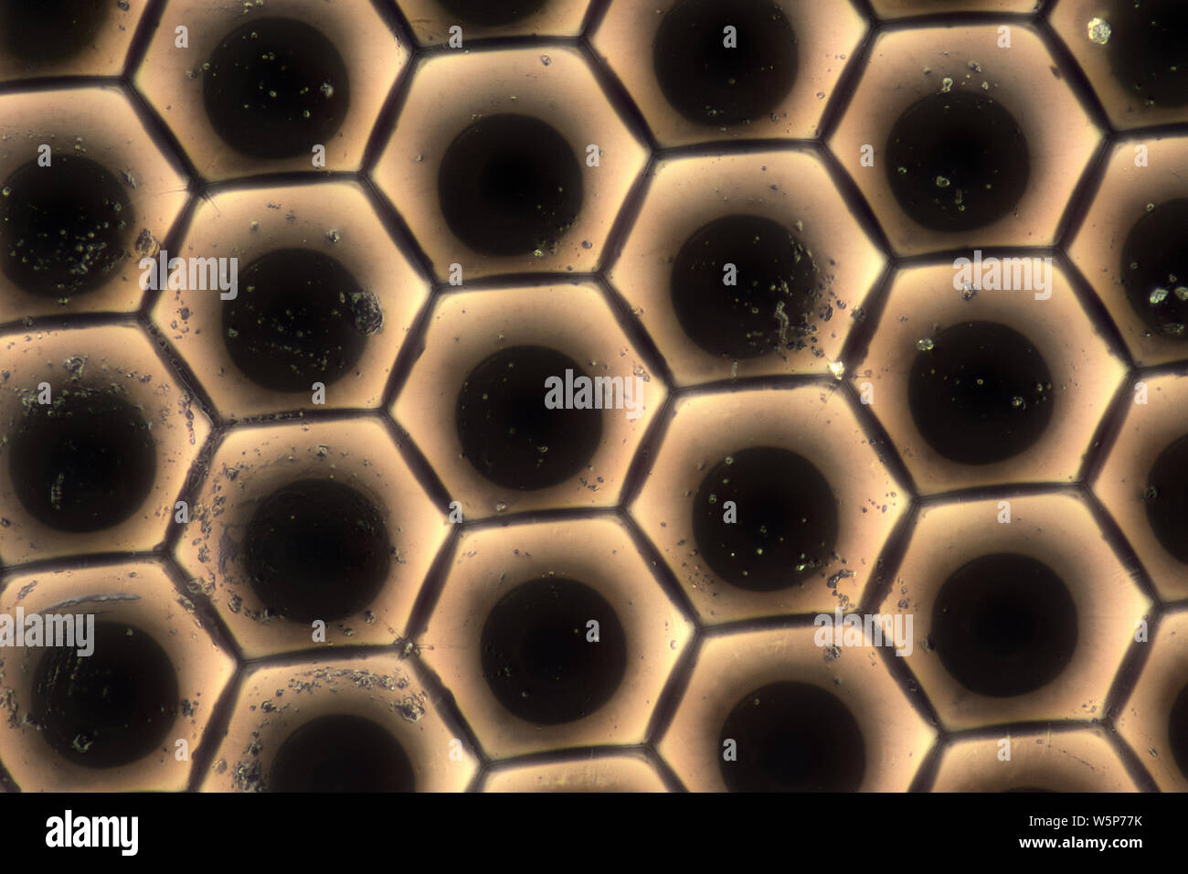 Extreme magnification - Fly compound eye at microscope Stock Photo - Alamy