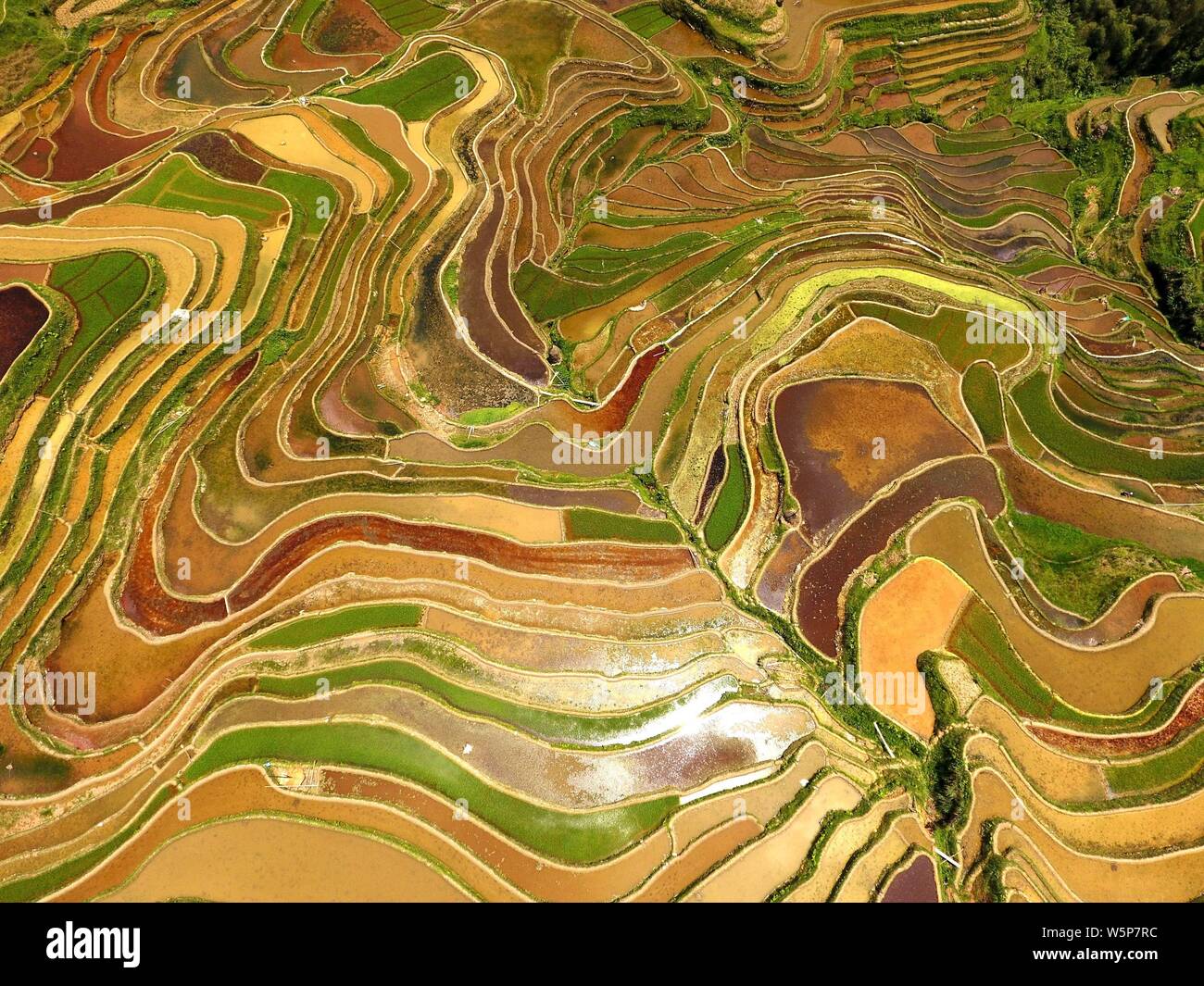 Dong gui hi-res stock photography and images - Alamy