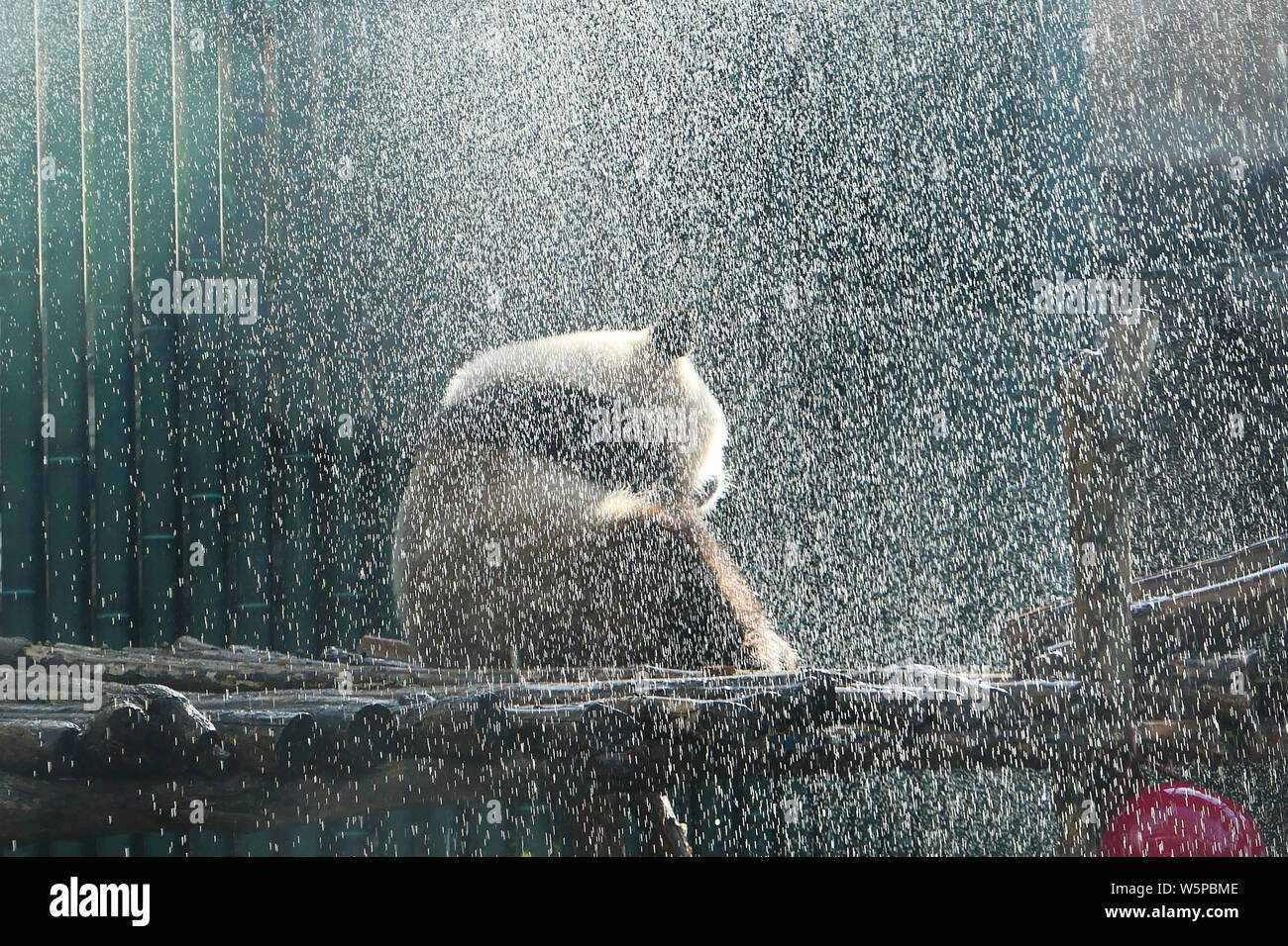 The giant panda 'Pang Da Hai' enjoy a shower against heat wave at the Beijing zoo in Beijing, China, 23 May 2019. Stock Photo