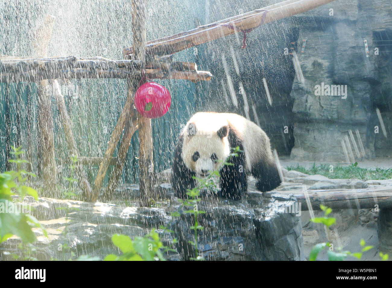 The giant panda 'Pang Da Hai' enjoy a shower against heat wave at the Beijing zoo in Beijing, China, 23 May 2019. Stock Photo