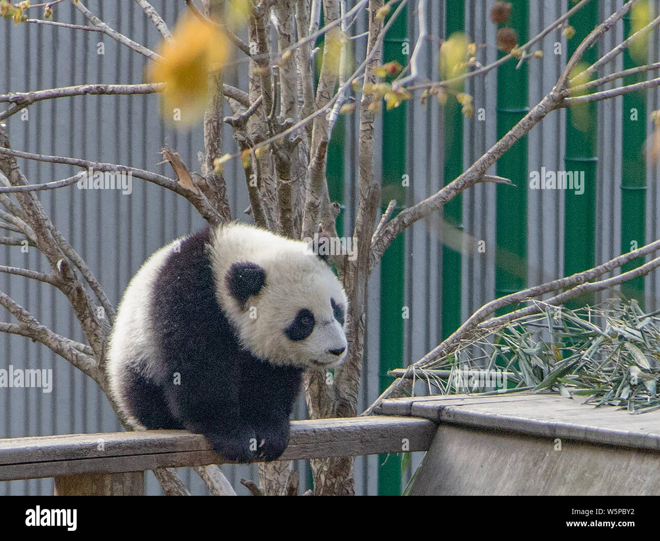 A giant panda cub climbs a tree at the Gengda base of Giant Panda ...