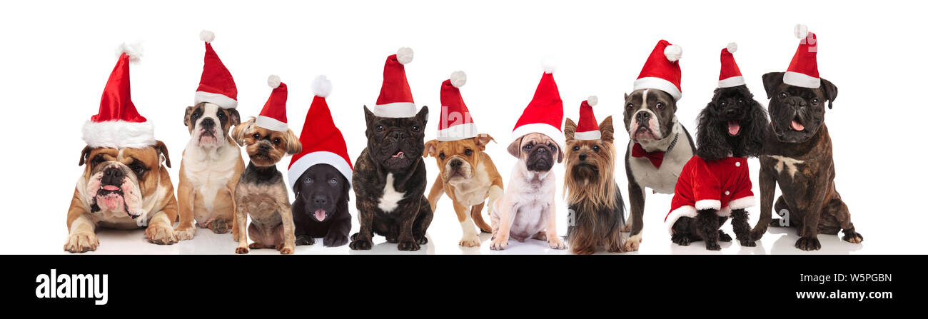 cute group of many dogs of different breeds dressed as santa claus ...