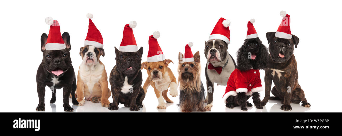 eight cute and happy dogs wearing santa hats sitting and standing on ...