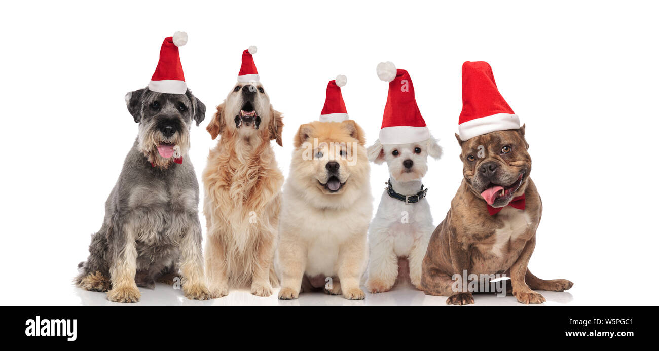 group of five dogs of different breeds wearing santa hats panting while ...