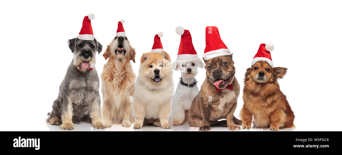 happy group of six different dogs wearing santa hats sitting on white ...