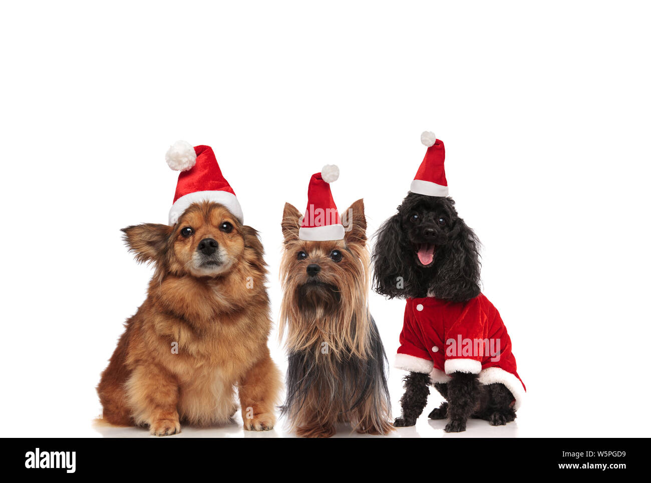 team of three happy dogs wearing santa claus costume sitting on white ...