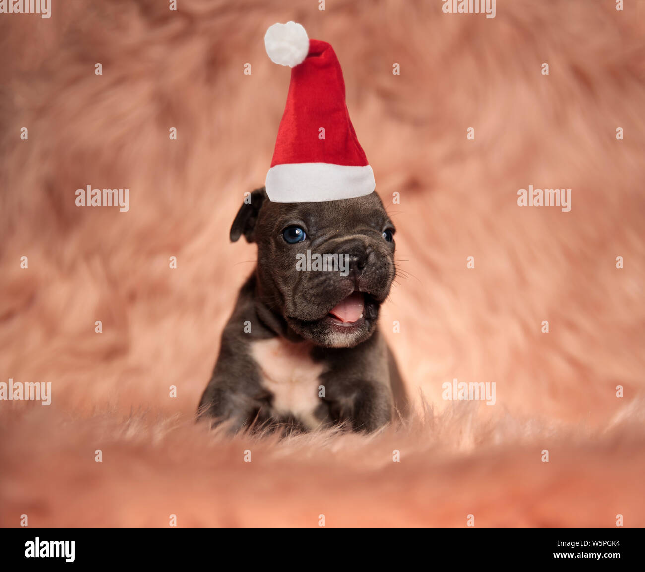 Barking american bulldog hires stock photography and images Alamy