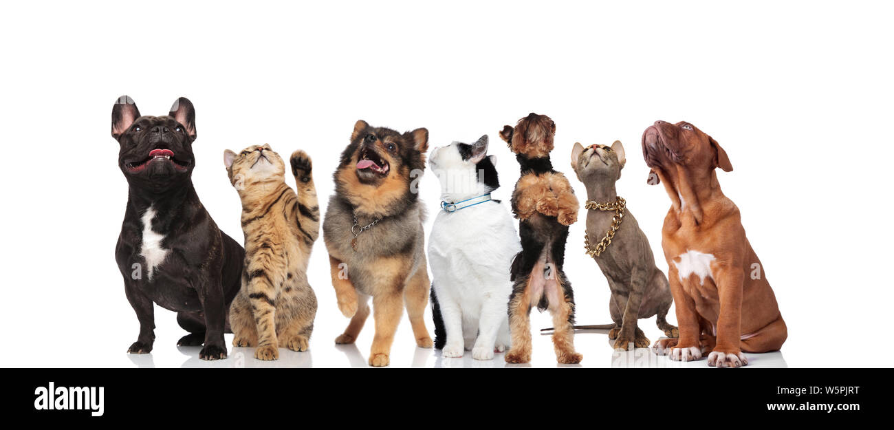 curious team of seven cats and dogs looking up while standing and sitting  on white background Stock Photo - Alamy
