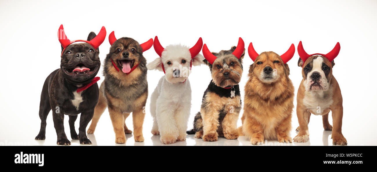 6 happy cute dogs wearing devil horns for halloween Stock Photo Alamy