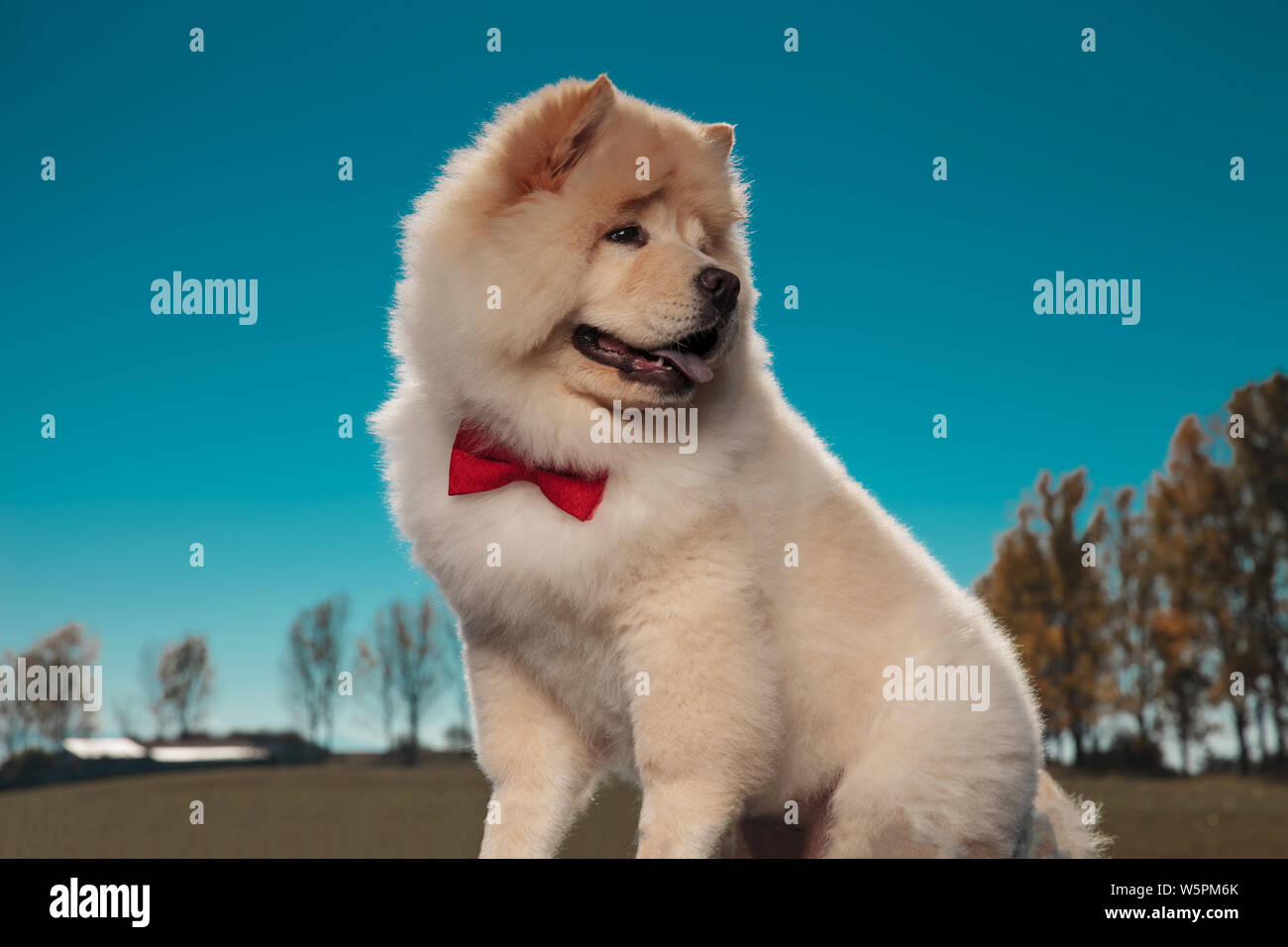 adorable little chow chow puppy dog looks back over its shoulder against outdoor background Stock Photo
