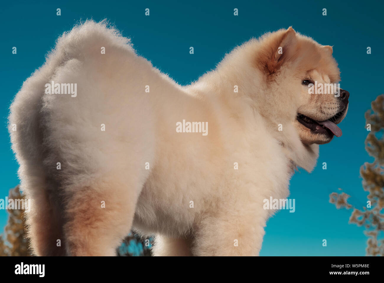 back view of a cute chow chow puppy dog standing against blue sky