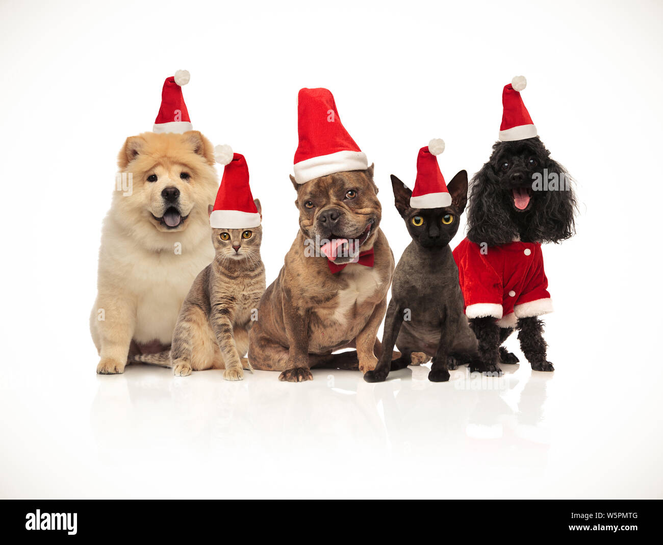 five cats and dogs of different breeds wearing santa hats sitting on ...