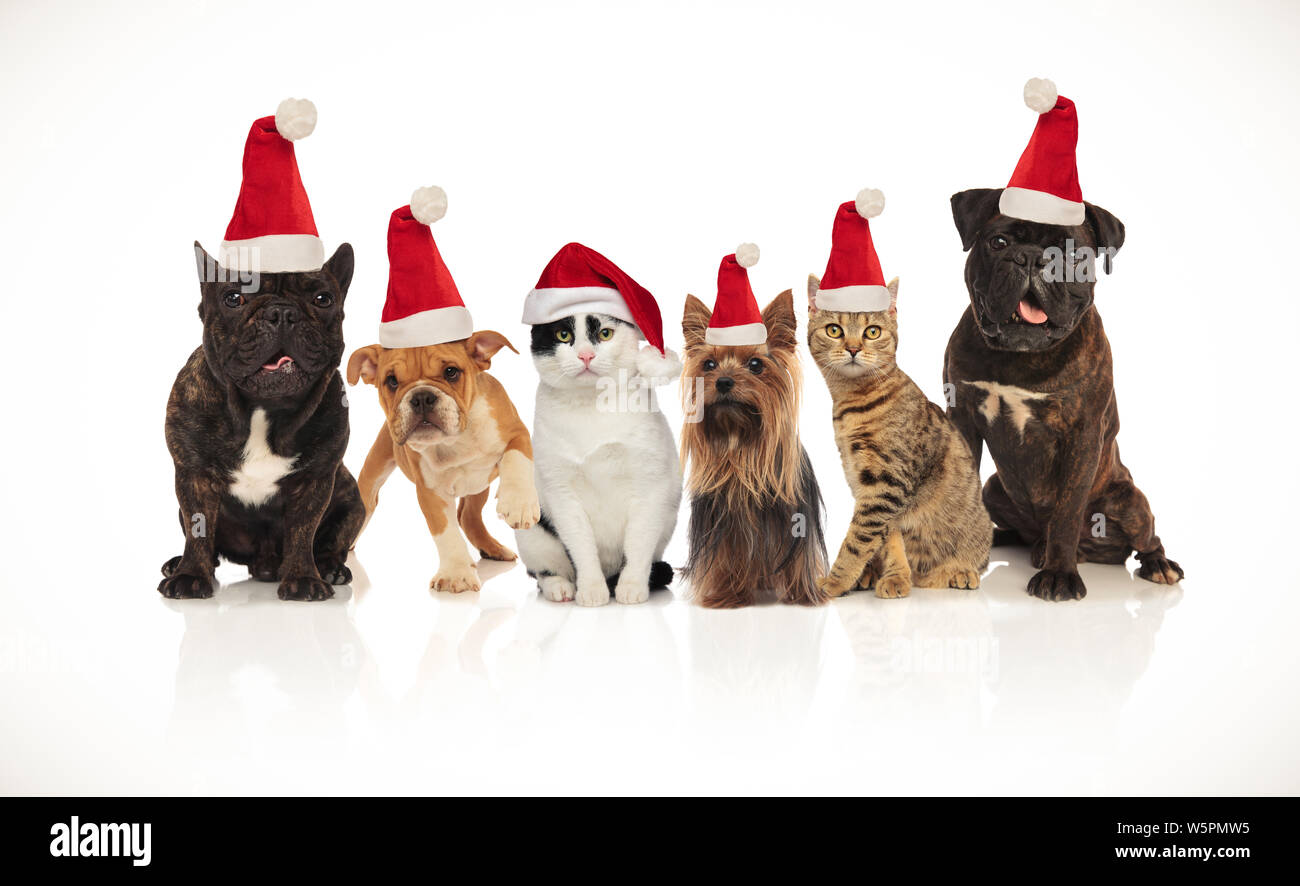 six happy cats and dogs wearing santa hats sitting and standing on ...