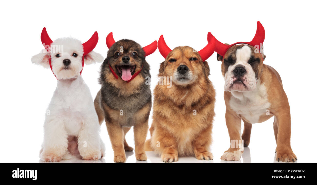 adorable group of dogs wearing devil's costume for halloween while