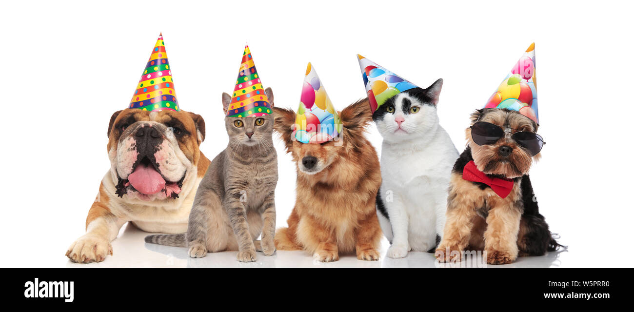 dog and cat happy birthday Images High Quality Grahic Happy Birthday Cats And Dogs