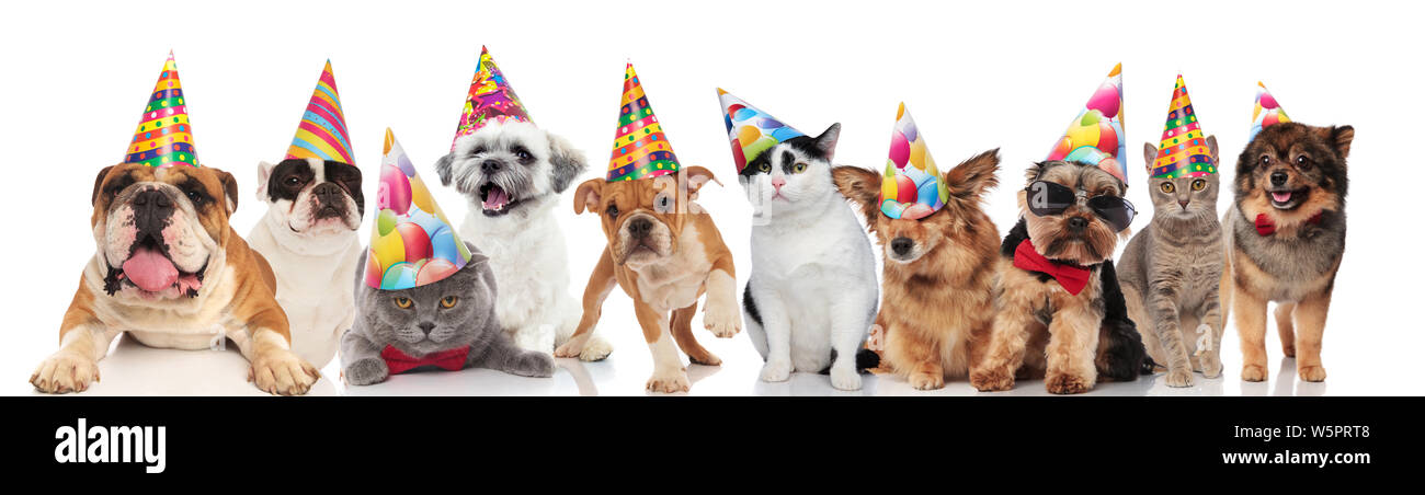 dogs and cats of different breeds wearing colorful birthday hats while ...