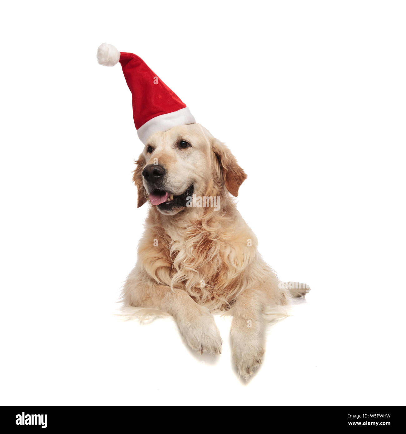 Why Does My Labrador Pant So Much