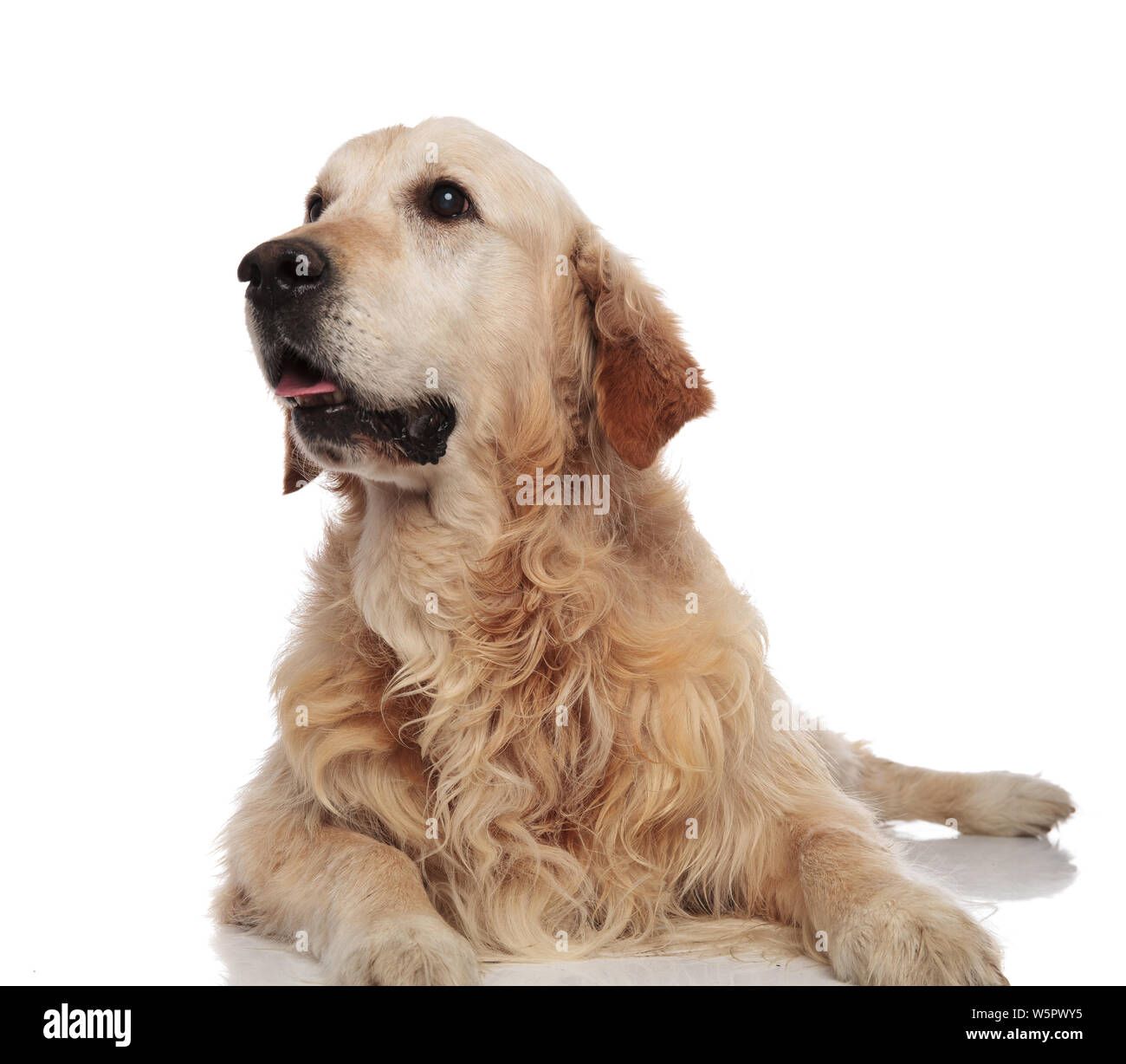 surprised golden retriever looks up to side while lying on white background  and panting Stock Photo - Alamy