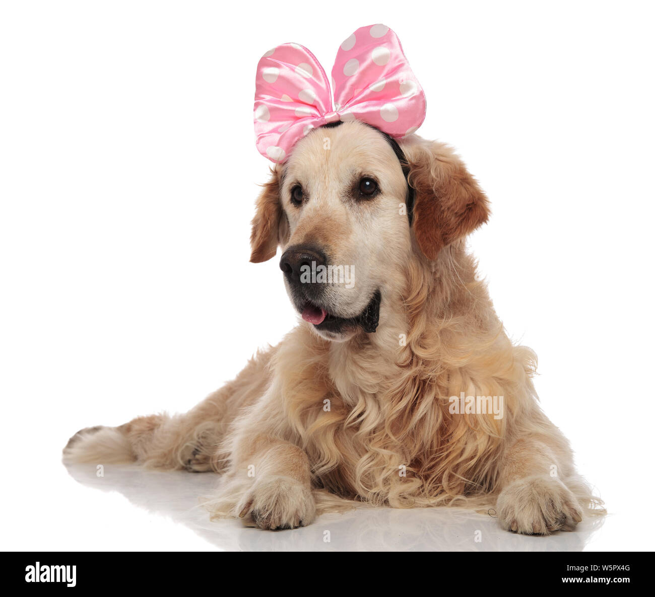 Golden clearance retriever ribbon
