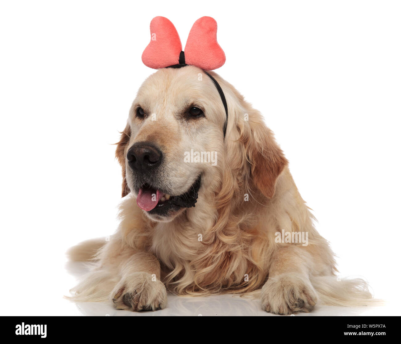 Golden clearance retriever ribbon