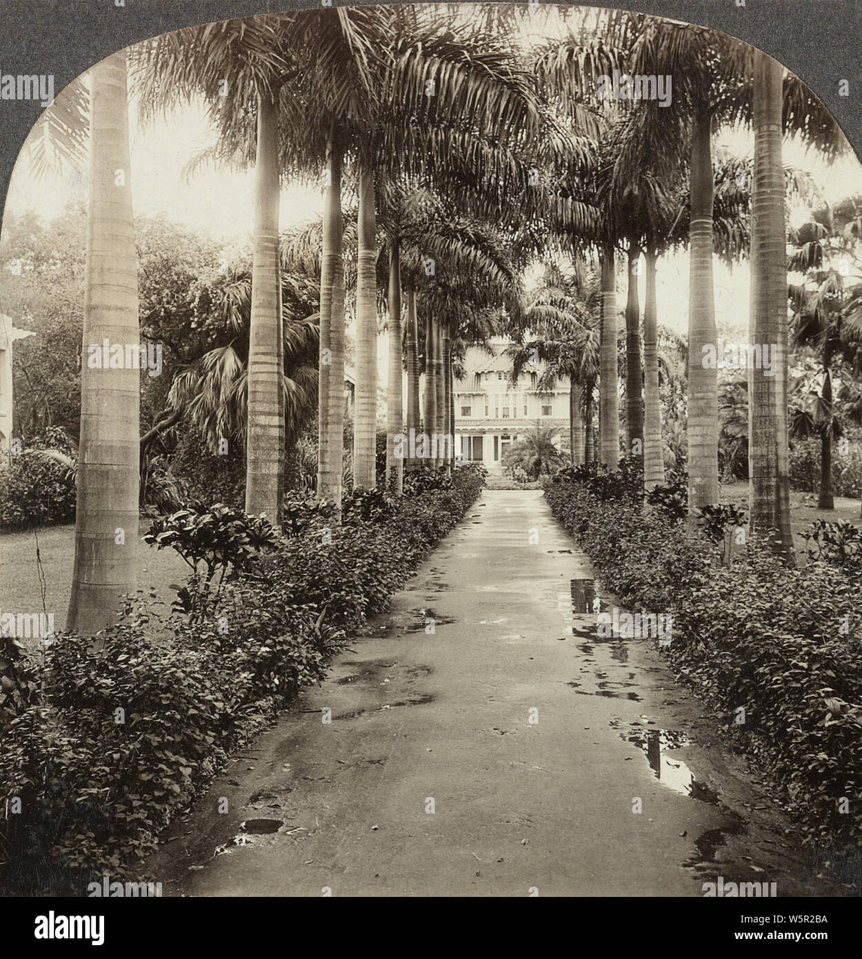 Beautiful avenue of royal palms, Miami, Florida.1926. Stock Photo