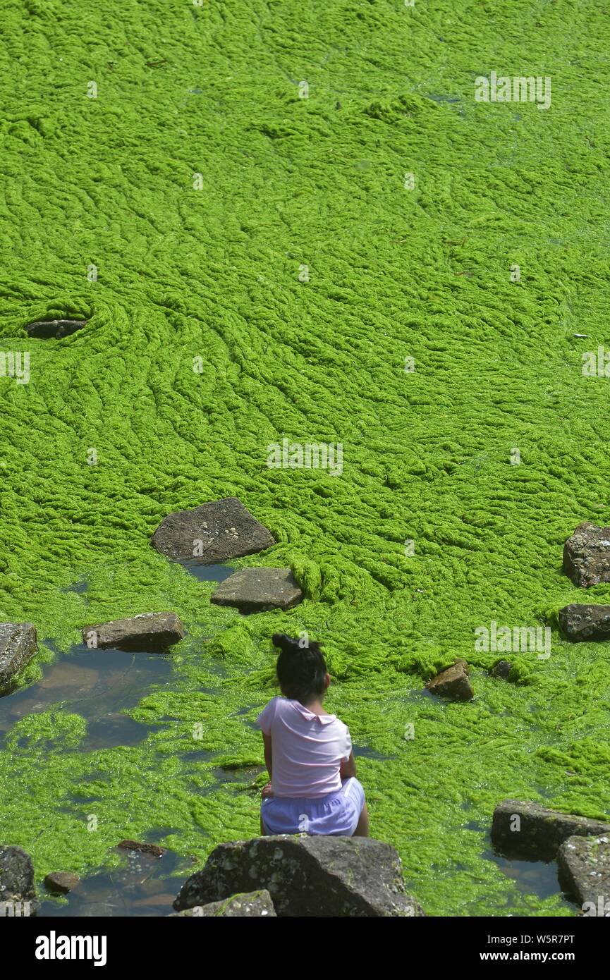algae in chinese