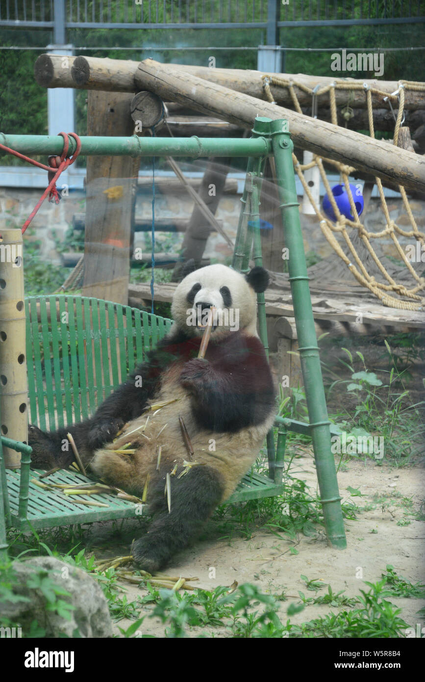 Female giant panda Meng Lan eats bamboo shoots on a swing chair at Beijing  Zoo in Beijing, China, 27 June 2019 Stock Photo - Alamy