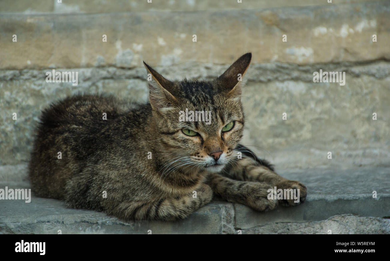 Suspicious looking cat on the street Stock Photo
