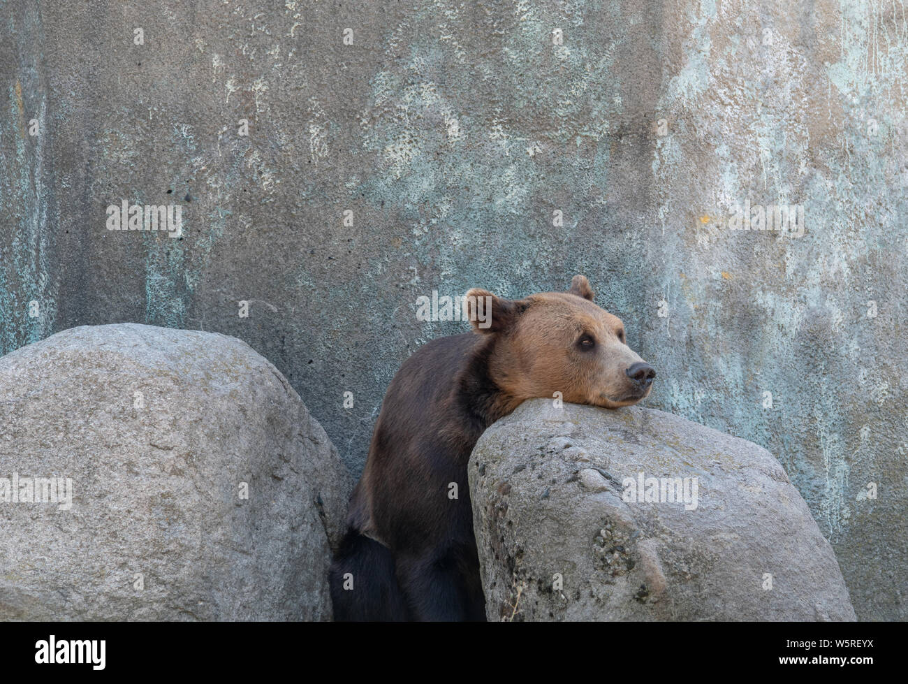 Bear in deep meditation standing between two rocks Stock Photo - Alamy