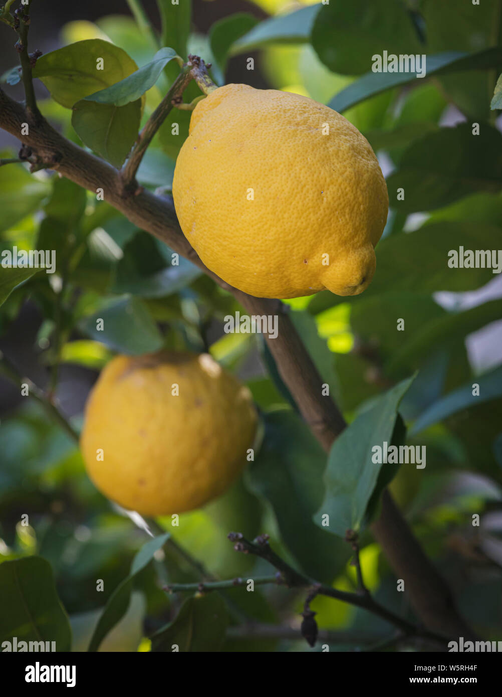 Lemons on tree.  Citrus limon Stock Photo