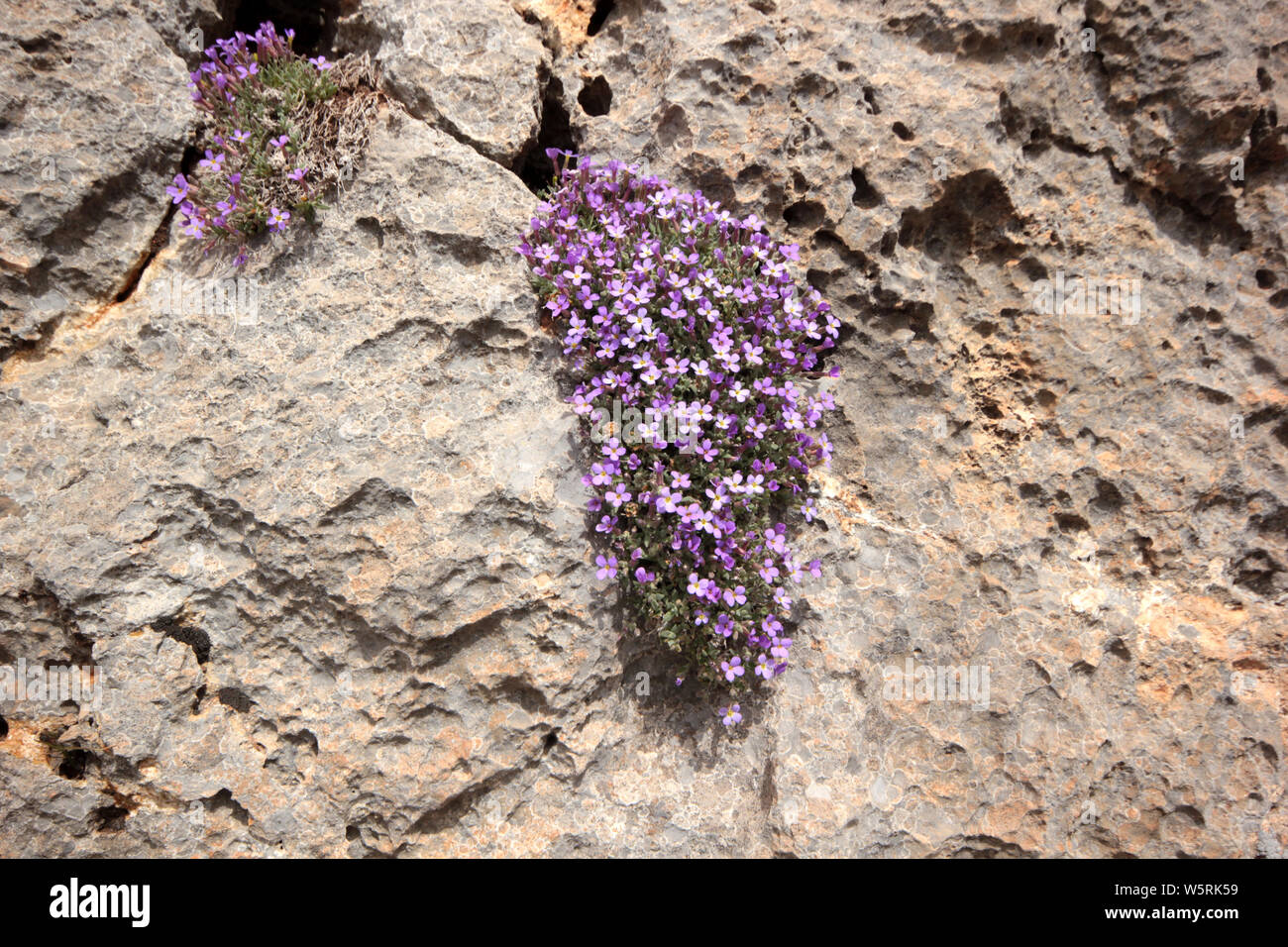Aubretia flowers in spring  - ( Aubrieta deltoidea) Stock Photo