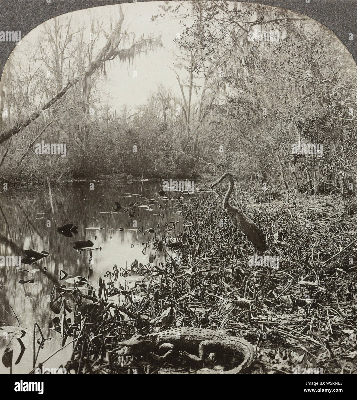 Denizens of the Ocklawaha River, Florida.1926. Stock Photo