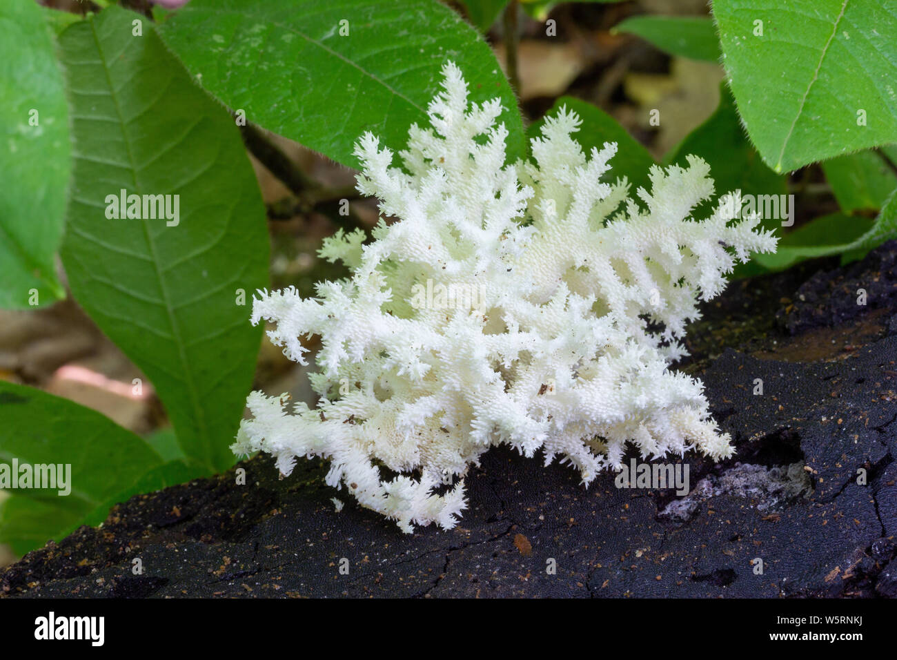 white edible mushroom genus Hericium (Herícium coralloídes) on an old rotting tree in a summer forest Stock Photo