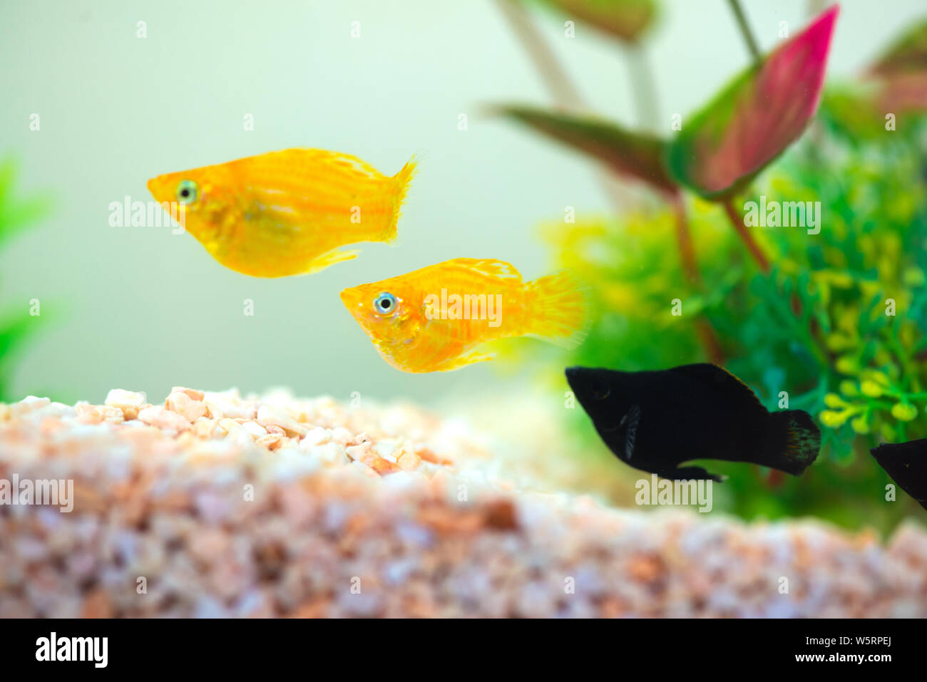 Little Molly fish, Poecilia latipinna in fish tank or aquarium