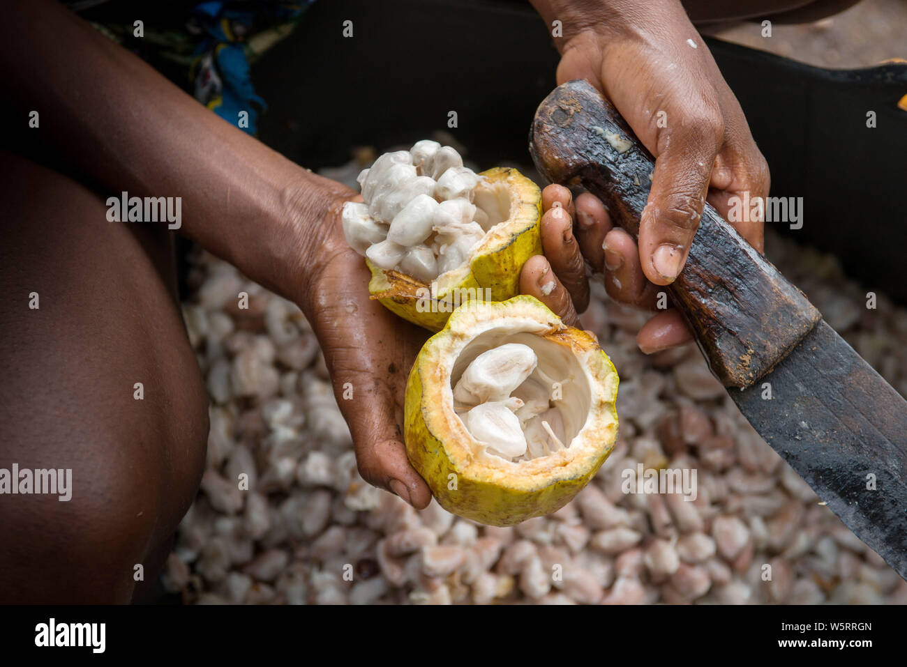 Sao Tome, Diogo Vaz cocoa plantation: splitting of pods, shells are removed from the beans by hand Stock Photo