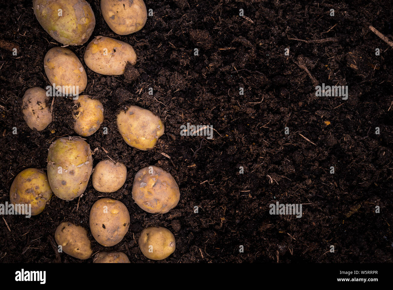 Download Young Potatoes On Soil Border Background Poster Template Or Product Mockup Stock Photo Alamy