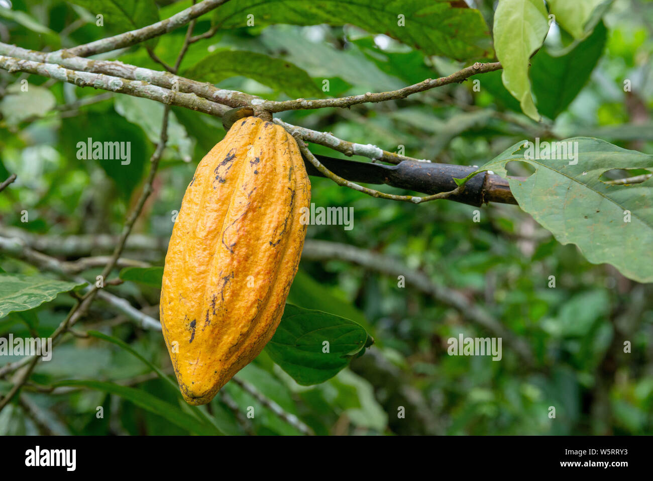 Sao Tome, Diogo Vaz cocoa plantation: cocoa pods in a cocoa tree Stock Photo