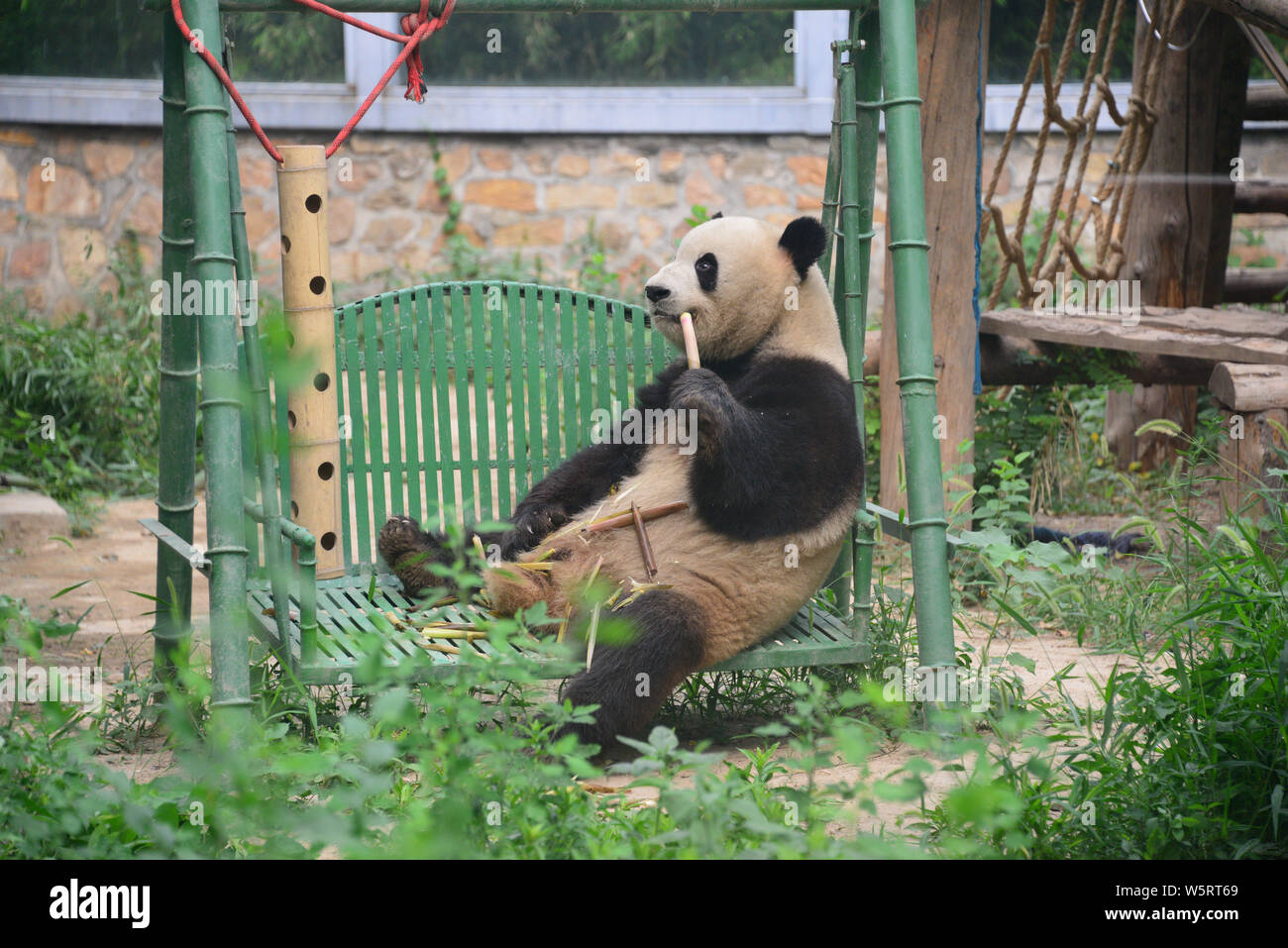 Female giant panda Meng Lan eats bamboo shoots on a swing chair at Beijing  Zoo in Beijing, China, 27 June 2019 Stock Photo - Alamy