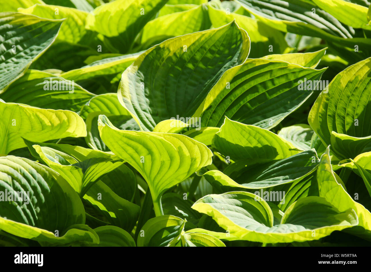 Close up detail in fresh green ornamental hosta leaves growing in a formal garden to make a natural background Stock Photo