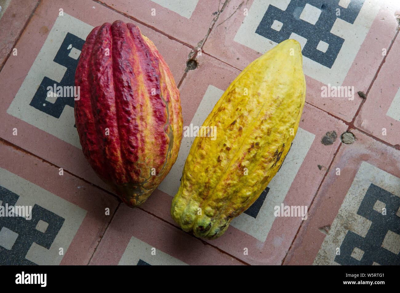 Sao Tome, Diogo Vaz cocoa plantation: cocoa pods, cacao fruits Stock Photo
