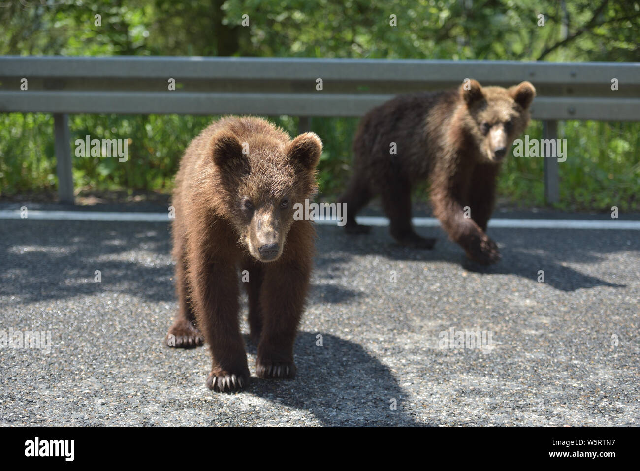 Wild brown bear crossing the street in search for food Stock Photo