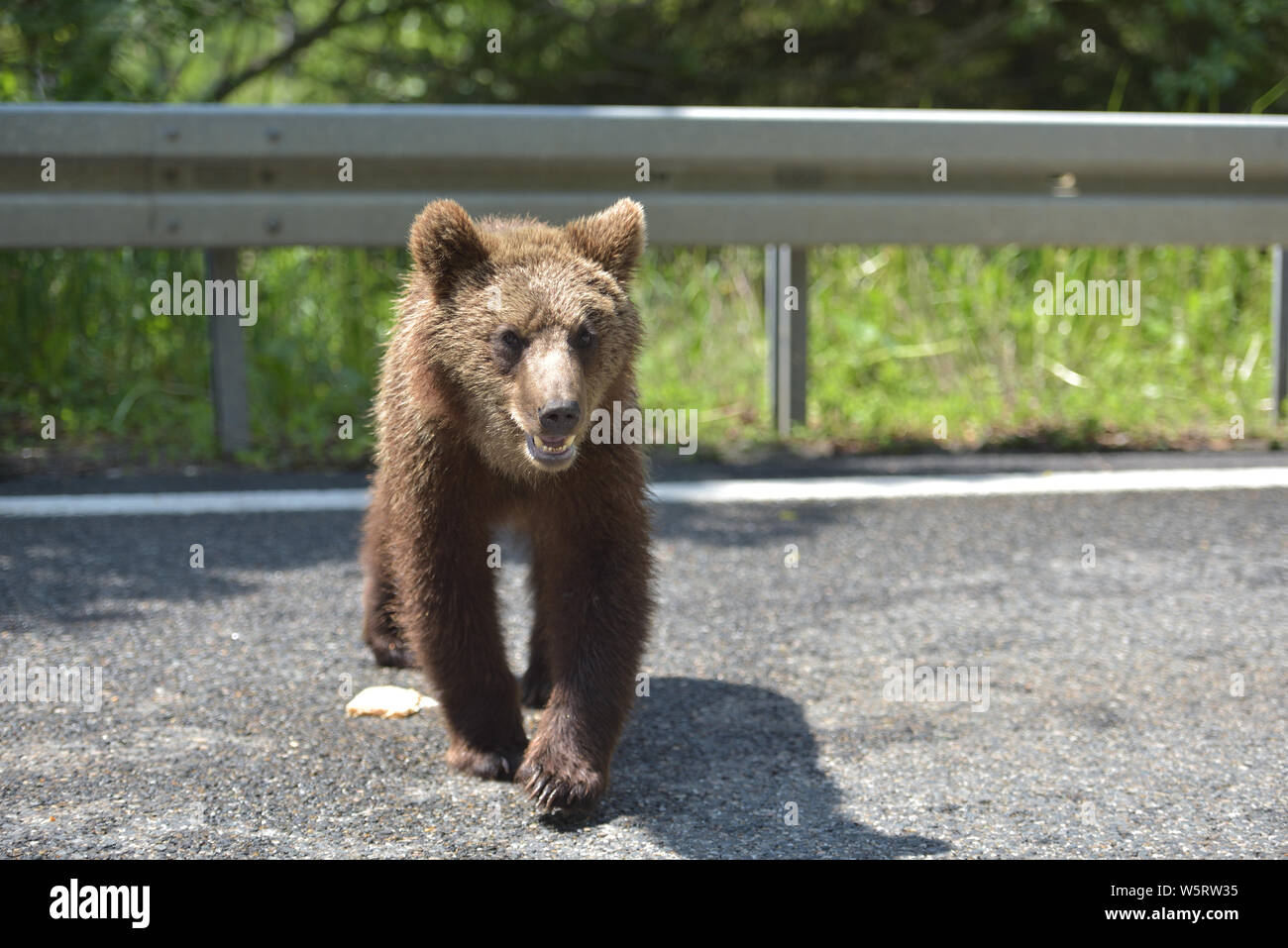 Wild brown bear crossing the street in search for food Stock Photo