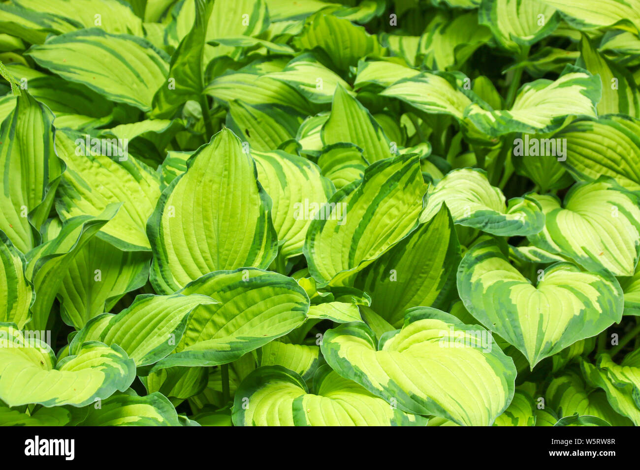 Close up detail in fresh green ornamental hosta leaves growing in a formal garden to make a natural background Stock Photo