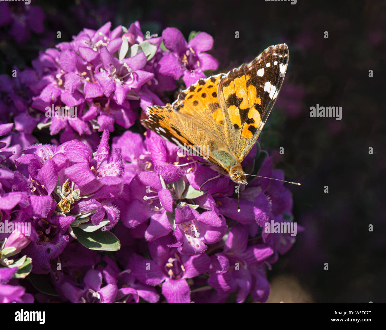 closeup macro of the top side of a painted lady butterfly feeding on magenta flowers of a texas sage shrub with a dark background Stock Photo