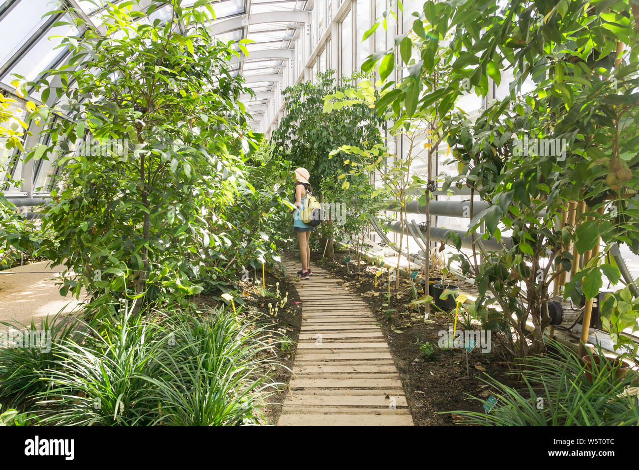 Paris green architecture - a girl standing in a greenhouse surrounding the tennis stadium Simon Mathieu, situated in the Jardin des Serres d'Auteuil. Stock Photo