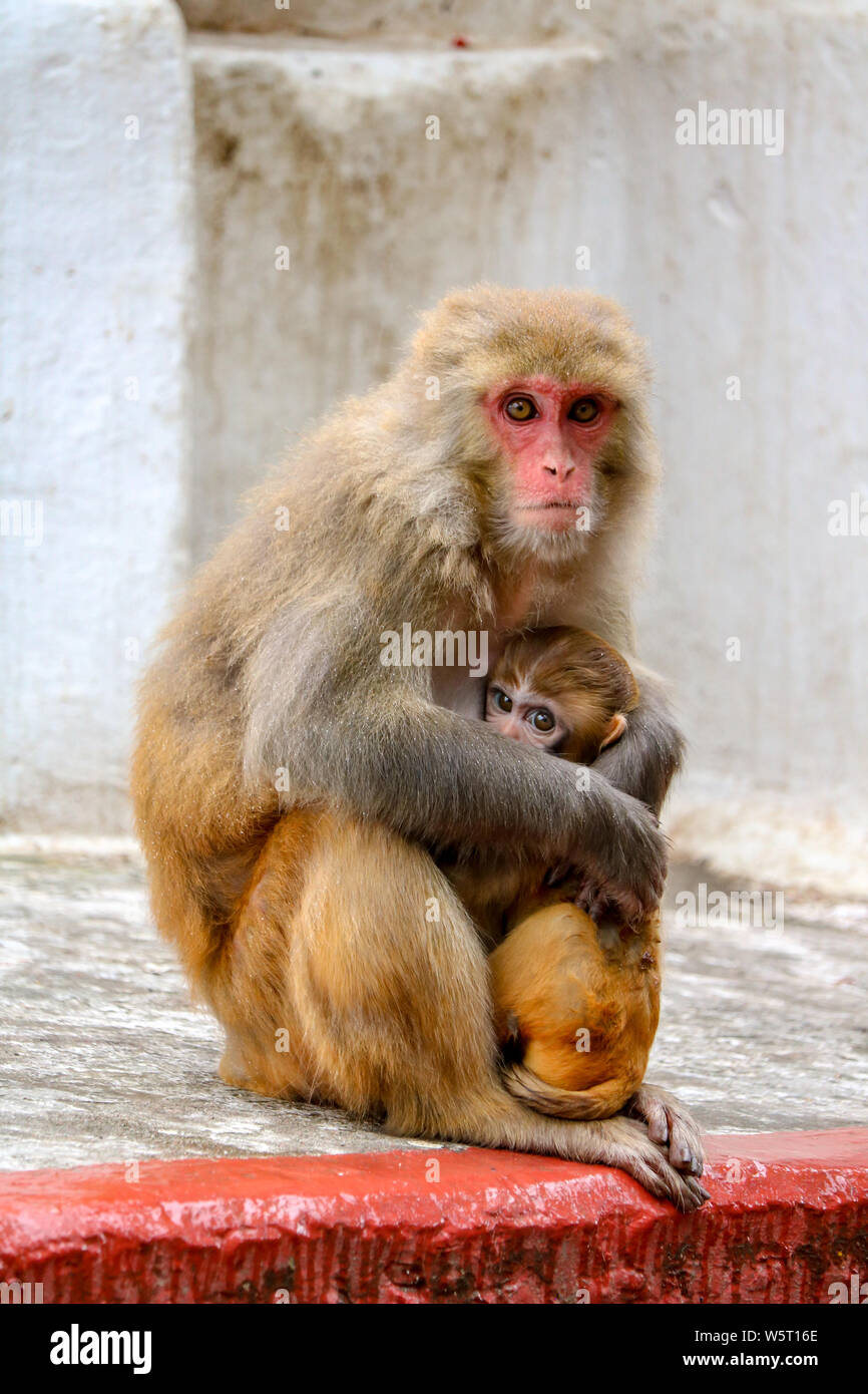 Macaque monkey mother with baby, monkey temple, Kathmandu, Nepal Stock Photo