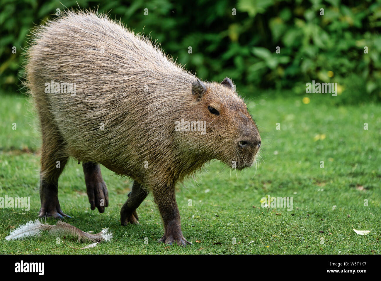The capybara, Hydrochoerus hydrochaeris is a mammal native to South America.  It is the largest living rodent in the world Stock Photo - Alamy