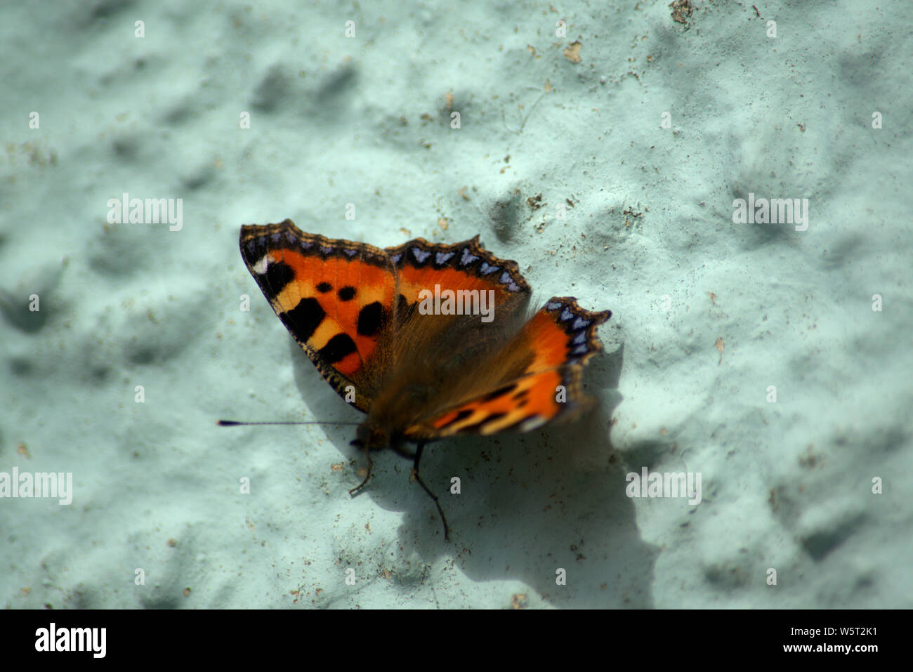 Small tortoiseshell butterfly resting on a wall Stock Photo