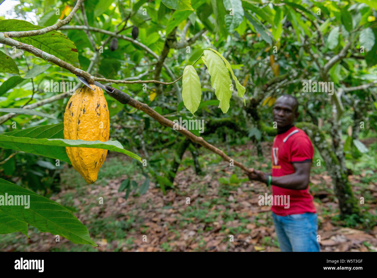 Sao Tome, Diogo Vaz cocoa plantation cocoa pod harvesting, cacao fruits Stock Photo Alamy