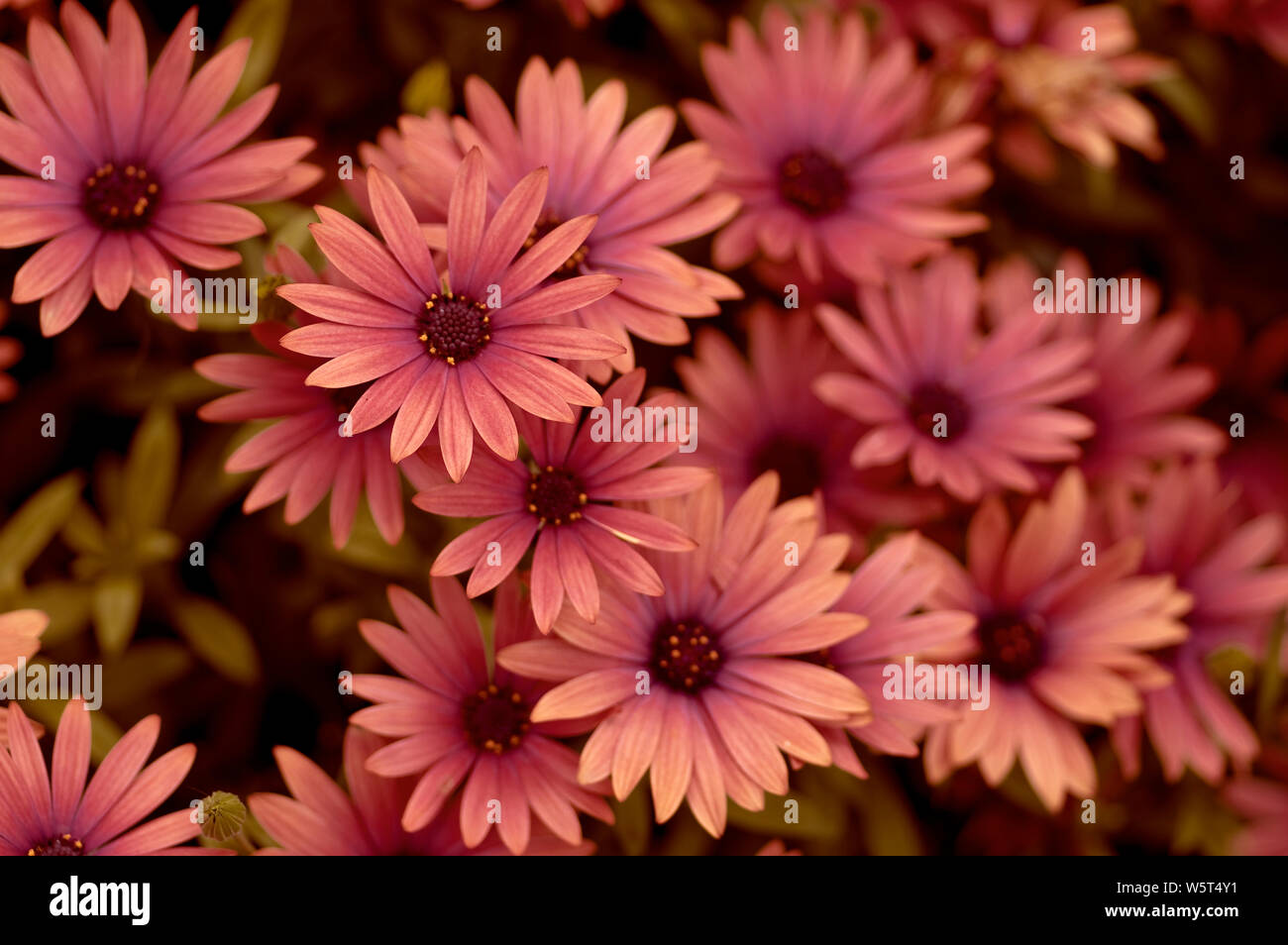 A group of flowers Stock Photo Alamy